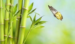 娱乐吃瓜酱竹子,娱乐吃瓜酱的幕后故事